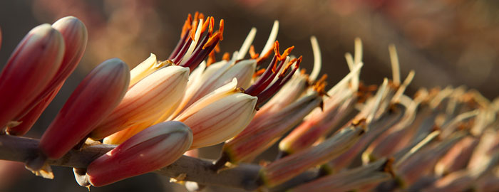 Book Design and layout