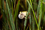 Painted Reed Frog
