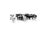 Nguni Cattle abstract1