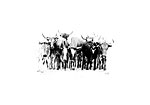 Nguni Cattle abstract2